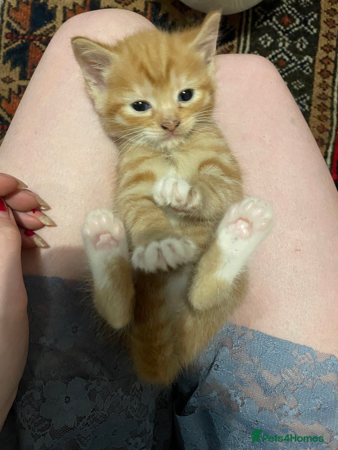 Domestic Shorthair cats for sale: litter of ginger and tuxedo kittens all boys - Image 11