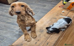 Cocker Spaniel dogs for sale: KC Reg Show Type Cockers - Advert 10