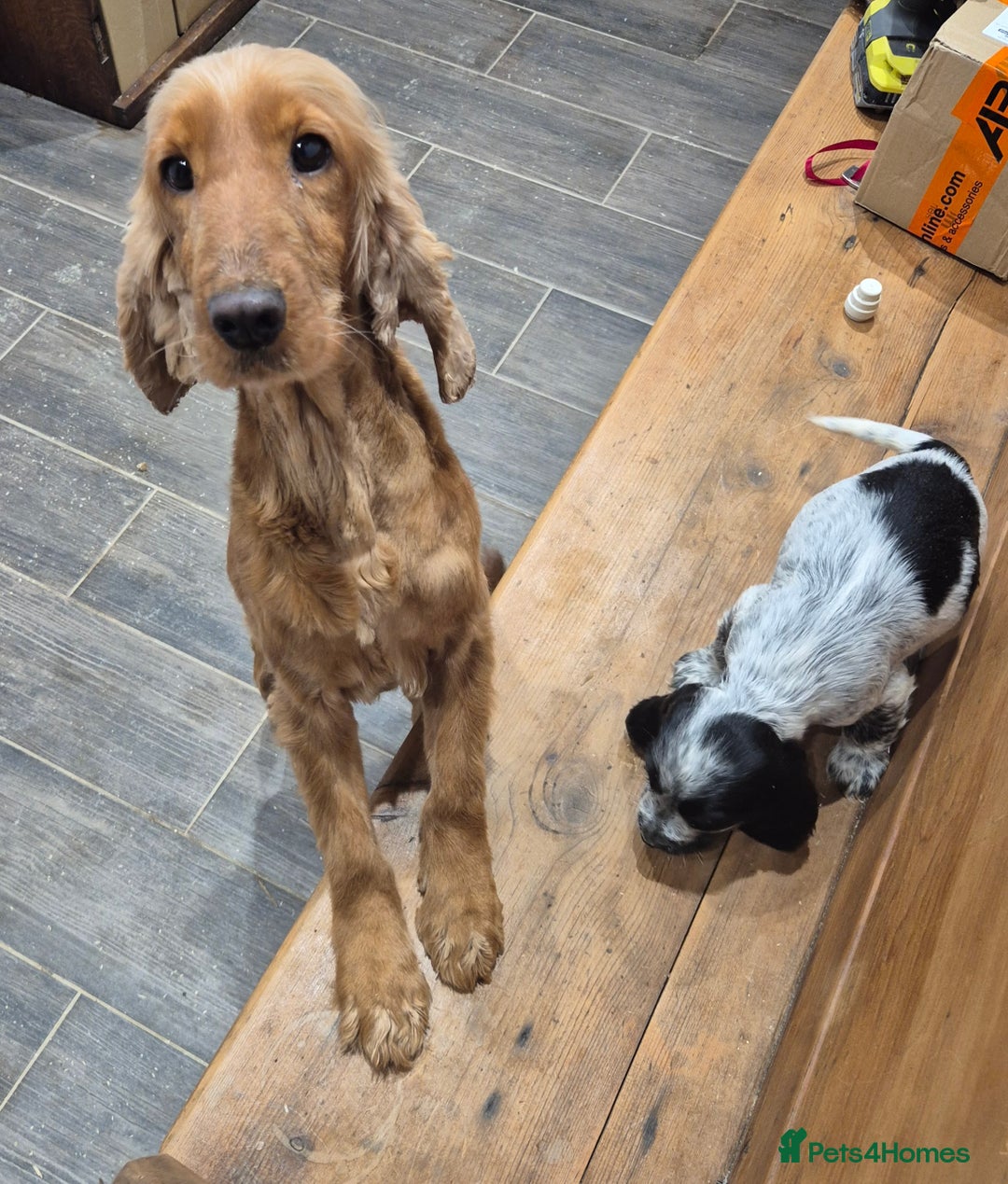 Cocker Spaniel dogs for sale: KC Reg Show Type Cockers - Advert 10