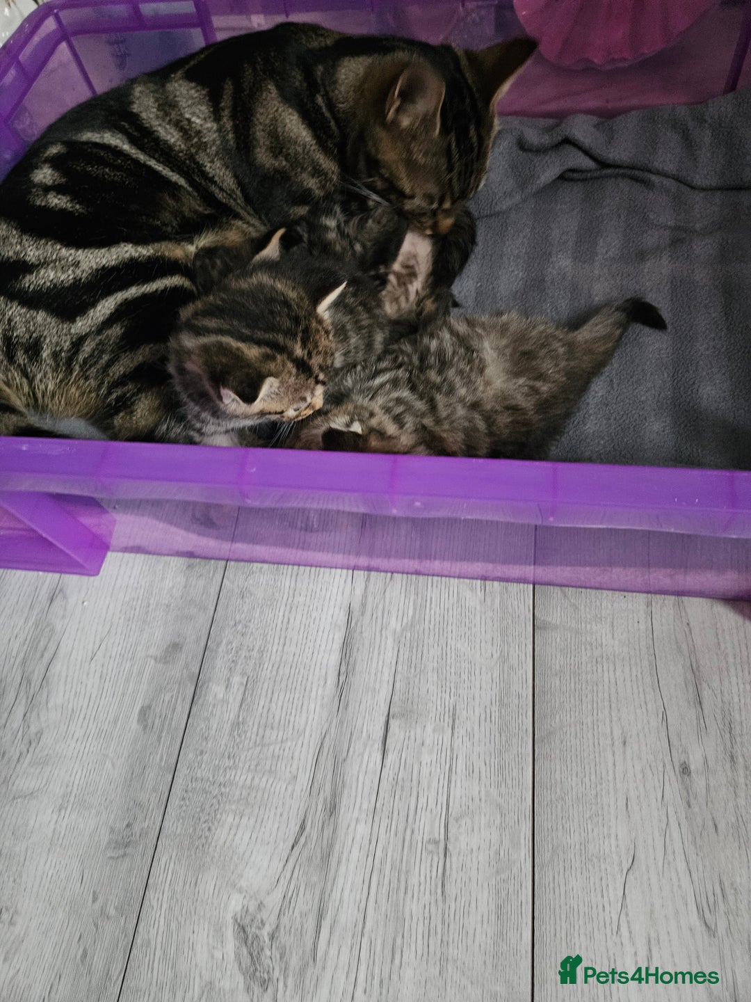 Bengal cats for sale: bengal cross kittens - Advert 8