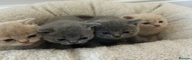 British Shorthair 6 purple collar