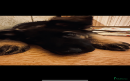 German Shepherd dogs for sale: 2YR old male German Shepherd looking forever home  - Image 5
