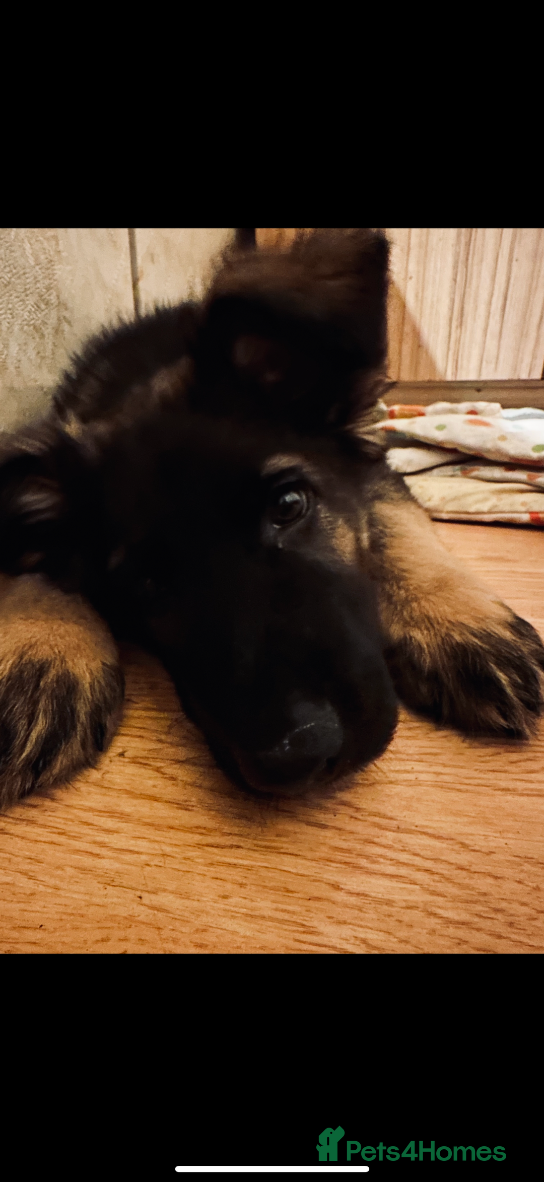German Shepherd dogs for sale: 2YR old male German Shepherd looking forever home  - Image 5