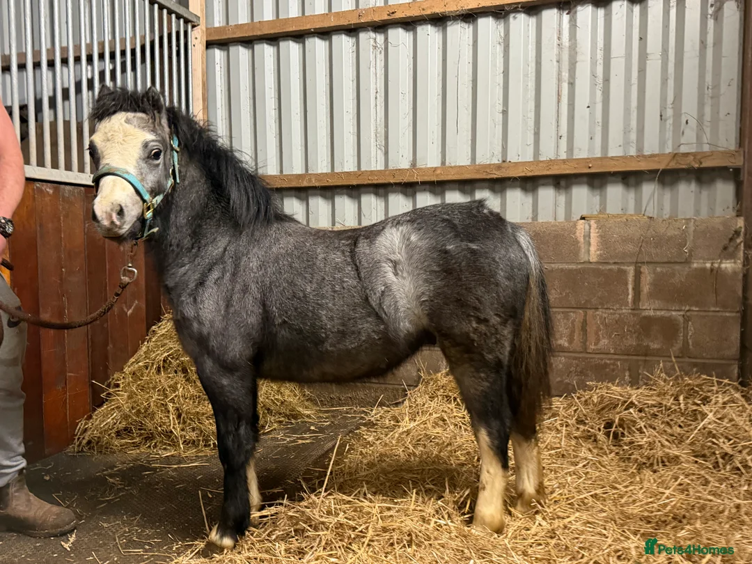 Welsh Section A horses for sale: Showstopping colt - A rosette machine !! - Advert 4