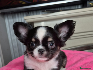 Chihuahua dogs Kc registered chihuahua puppies - Advert 4