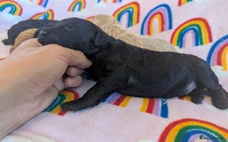 Miniature Poodle dogs for sale: Stunning Red & Phantom Miniature/Moyen Poodles - Image 10
