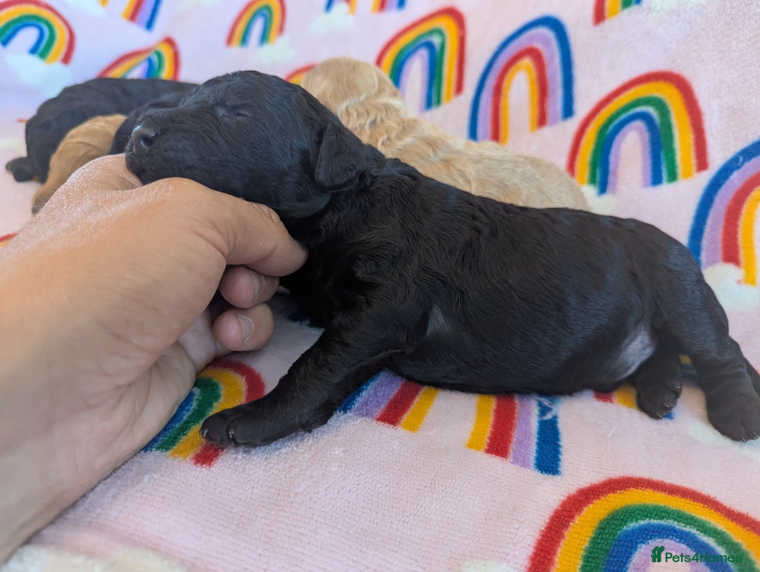 Miniature Poodle dogs for sale: Stunning Red & Phantom Miniature/Moyen Poodles - Image 10