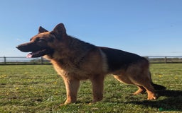 German Shepherd dogs for stud: Top Quality Import Stud 🏆 Health Teased Clear  - Image 2
