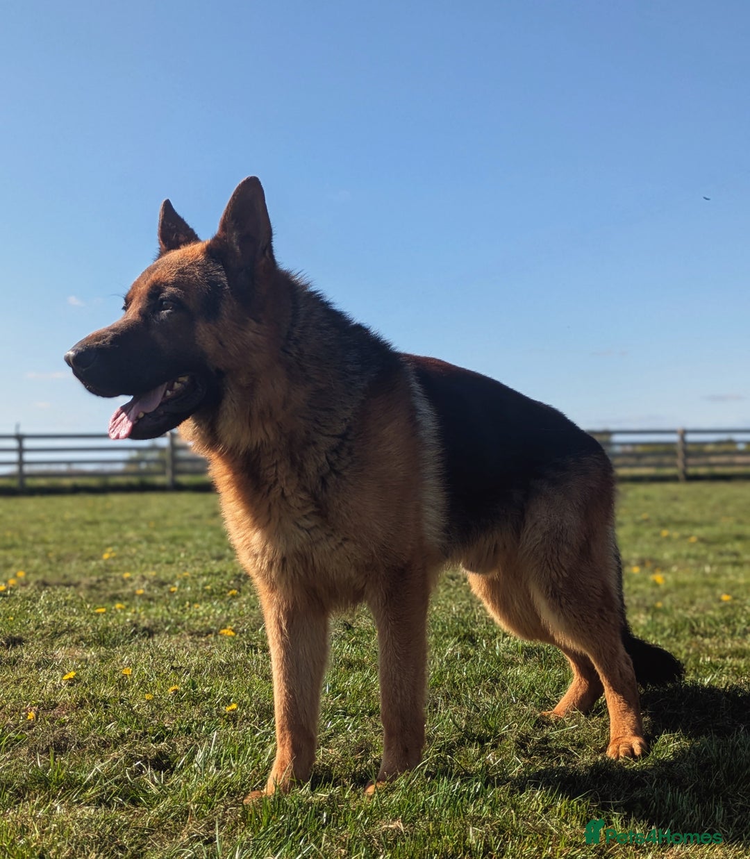 German Shepherd dogs for stud: Top Quality Import Stud 🏆 Health Teased Clear  - Image 2