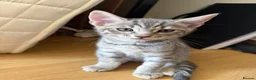 Bengal cats for sale: Half bengal kitten in Horsham - Advert 6
