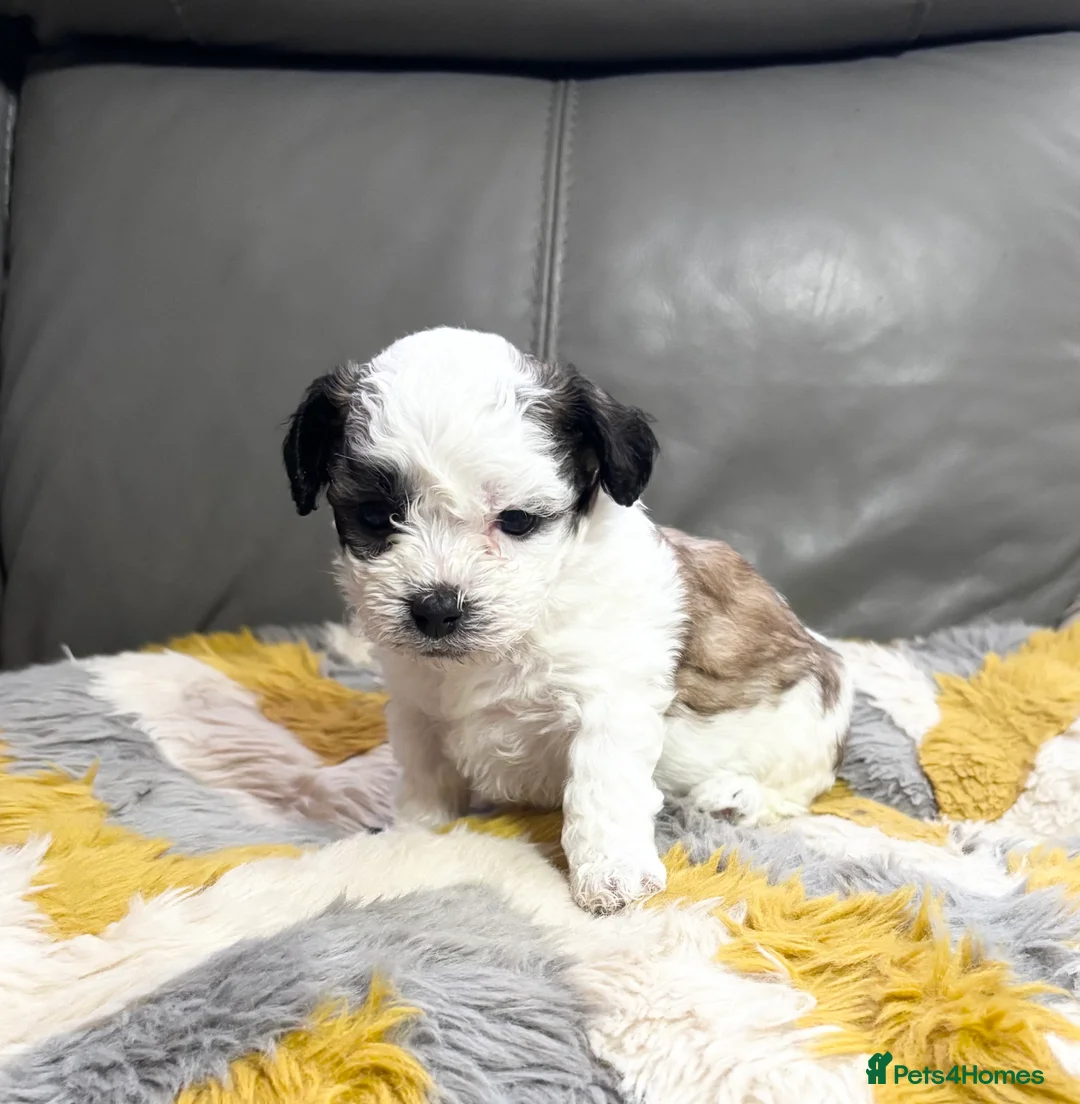 Malshi dogs for sale: Gorgeous Malshi girl & boys  - Advert 3