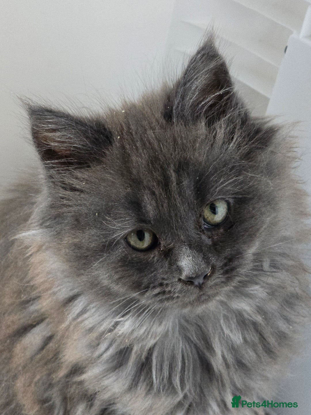 Maine Coon cats for sale: THREE LOVELY MAINE COON GIRLS AVAILABLE. - Advert 3