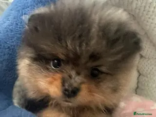 Pomeranian dogs AMAZING QUALITY POMERANIANS - Advert 4