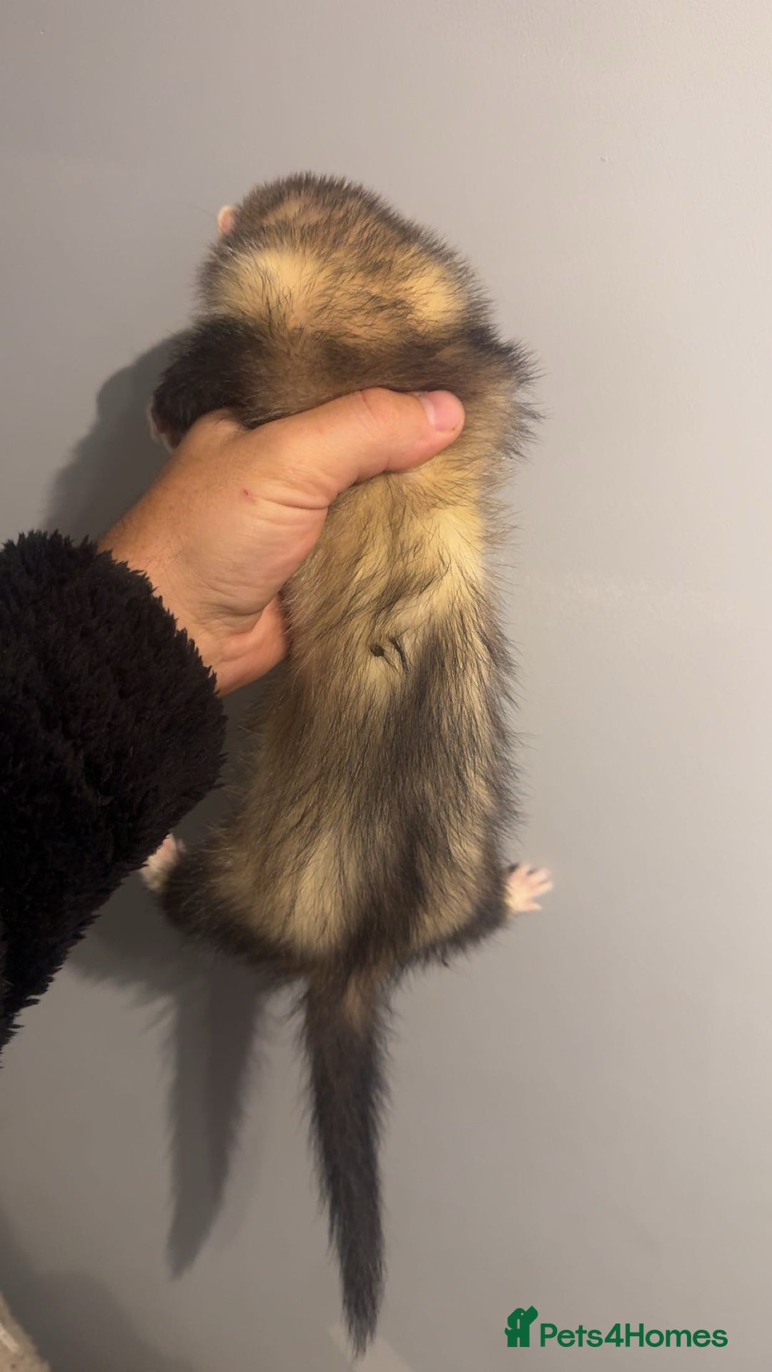 Ferret rodents for sale: Jill ferrets - Image 5