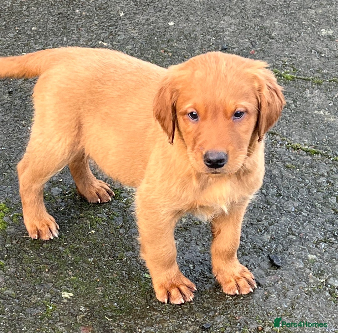 Labrador Retriever dogs for sale: Fox Red Labrador puppies - Advert 11