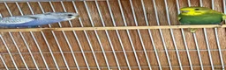 Budgerigars birds for sale: Baby budgie for sale 2 to 3 months  - Advert 7
