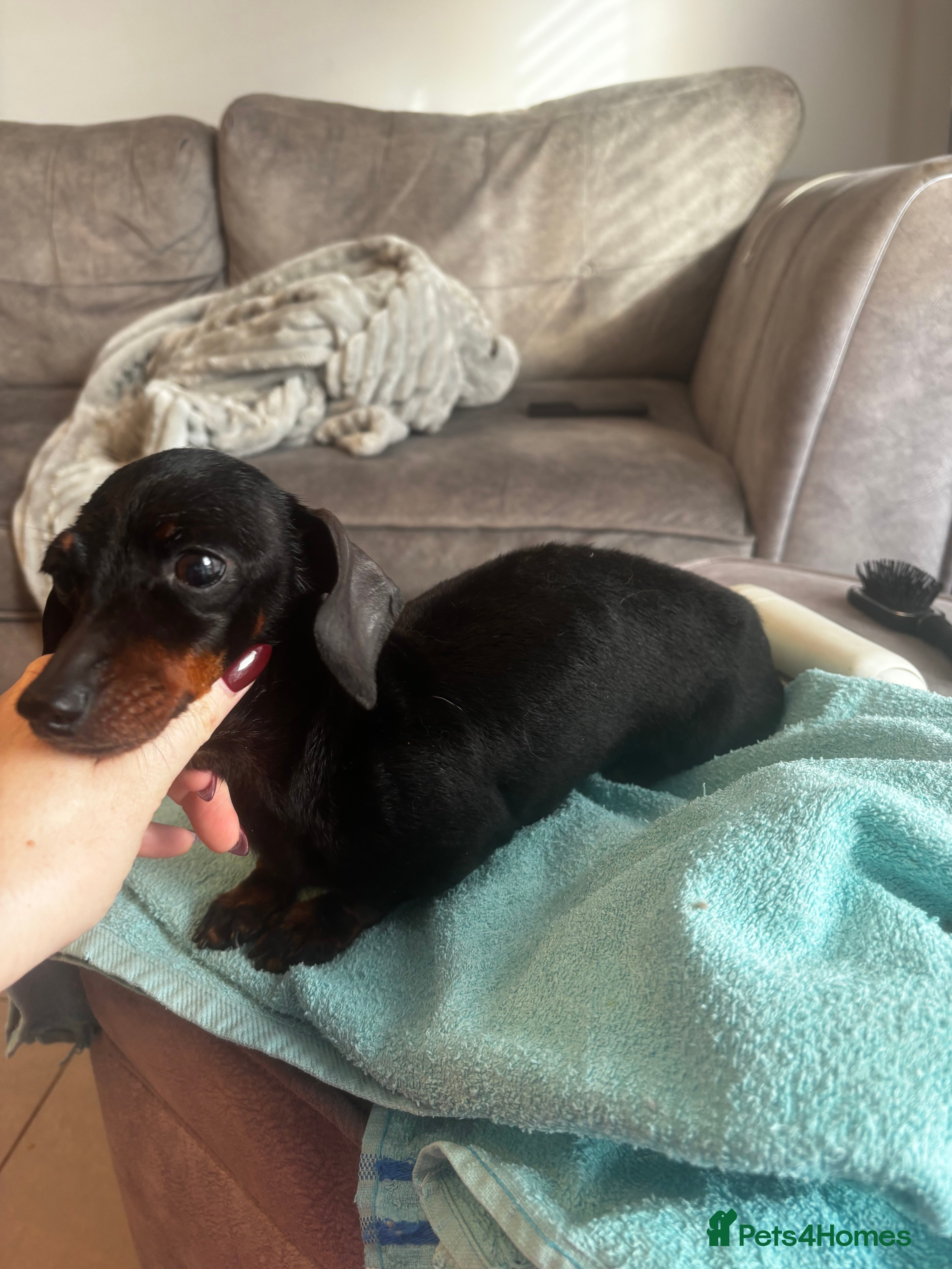 Miniature Dachshund dogs Sky 7 year old Tiny black/tan Daxi  - Advert 16