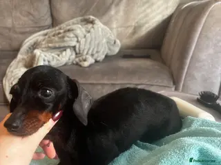 Miniature Dachshund dogs Sky 7 year old Tiny black/tan Daxi - Advert 16