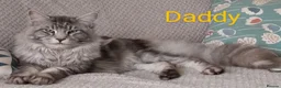Maine Coon cats for sale: Beautiful maine coon kittens  - Advert 9
