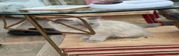 Ragdoll cats for sale: 2 boys for £700 (one from my other advert) - Advert 4