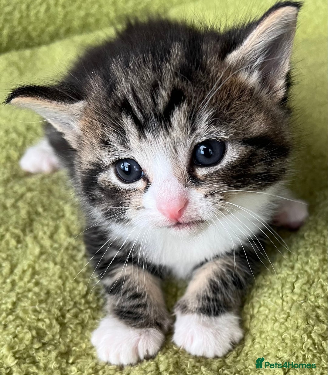 Mixed Breed cats for sale: 4  GORGEOUS TABBY/TORTOISHELL GIRLS.   - Image 32