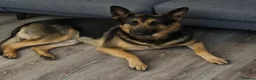 Mixed Breed dogs for sale: Male Belgian shepherd dog, free, free - Advert 3