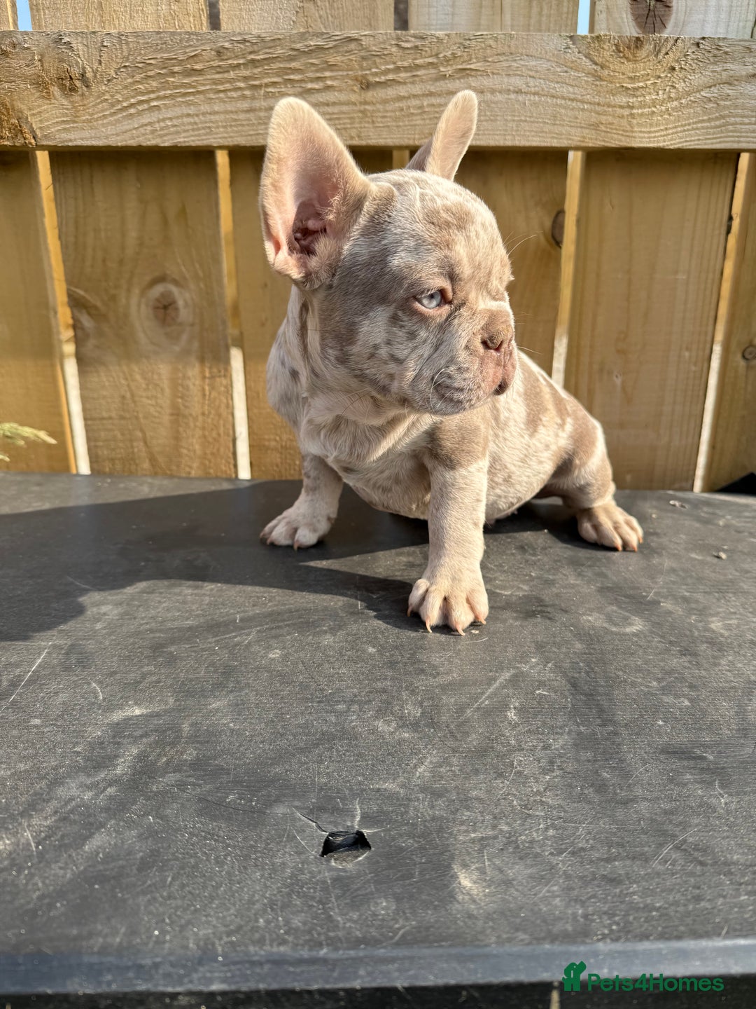 French Bulldog dogs for sale: READY !!🤩DWKC FRENCHIE-Newshade Isabella&Isabella in Driffield - Image 7