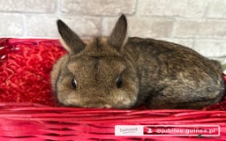 Netherland Dwarf rabbits for sale: Two Netherland doe available  - Image 6