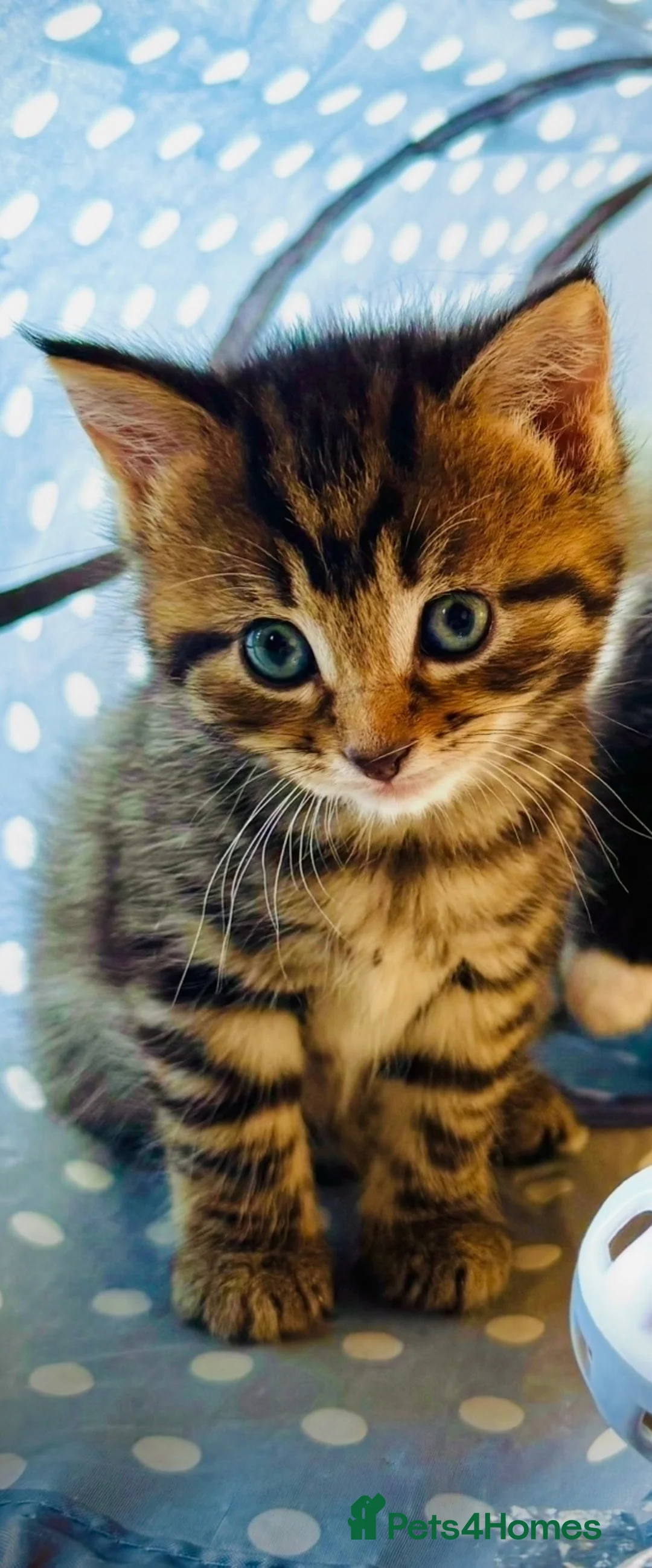 Mixed Breed cats for sale: Tabby  in Chichester - Advert 2