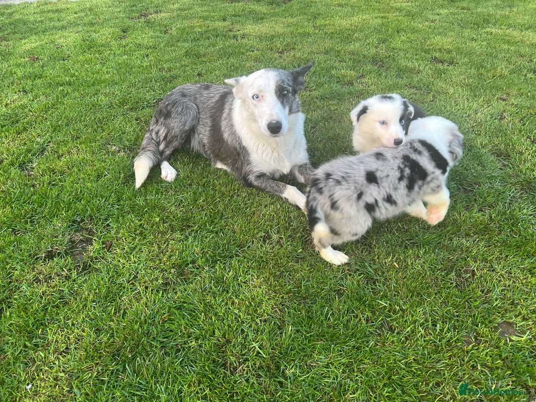 Border Collie dogs for sale: Border Collies READY NOW - Image 34