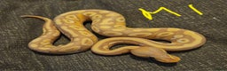 Python Snake reptiles for sale: CB25 Royal python hatchlings - Advert 1