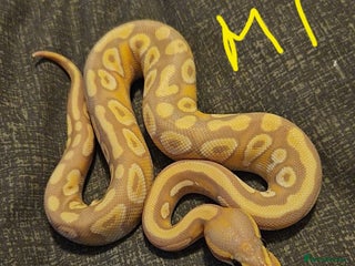 Python Snake reptiles CB25 Royal python hatchlings - Advert 1