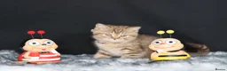 British Shorthair cats for sale: Tica registered British Shorthaired kittens  - Advert 6