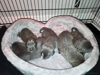 Cane Corso dogs Outstanding cane corso pups 🐶 - Advert 10