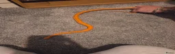 Corn Snake reptiles for sale: Corn snake with full set up - Advert 2