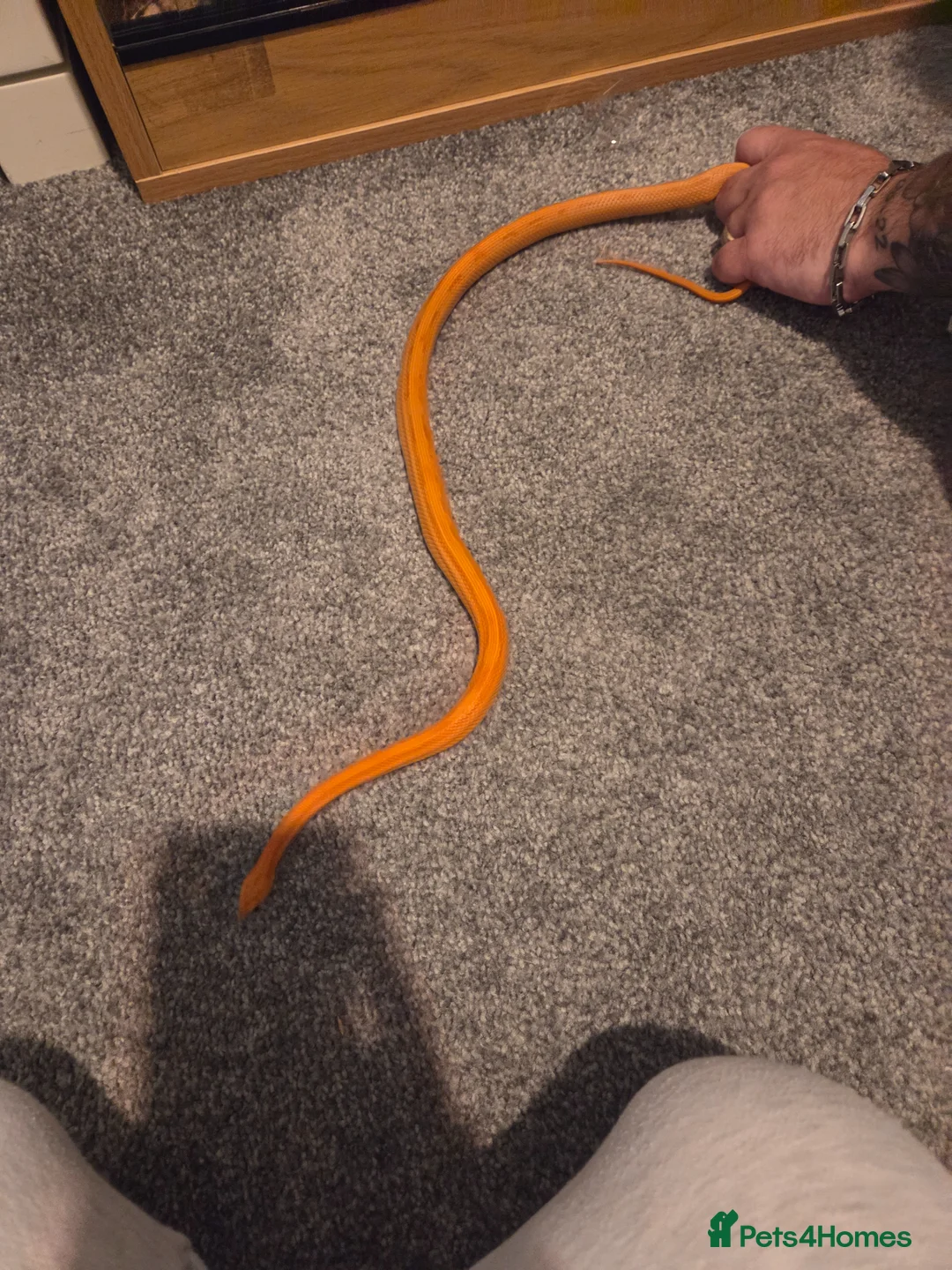 Corn Snake reptiles for sale: Corn snake with full set up - Advert 2