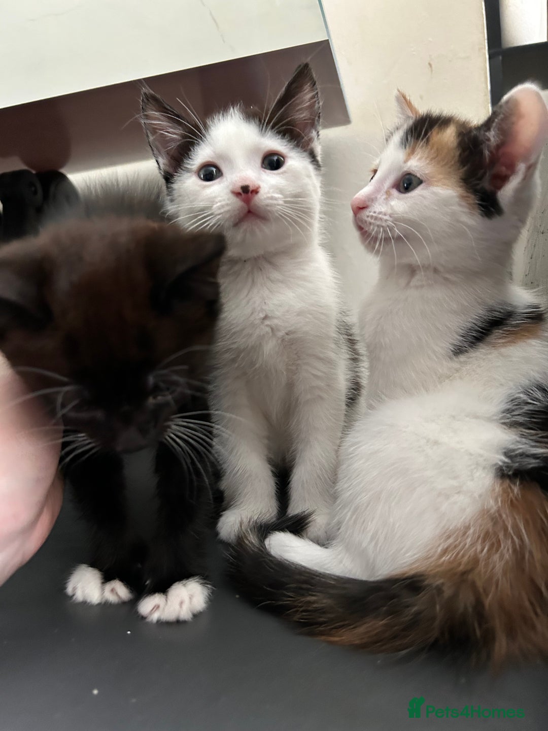 British Shorthair cats for sale: Gorgeous kittens (2 males, 1 female) - Image 1
