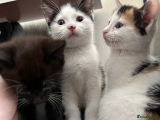 British Shorthair cats - Advert 10