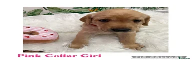 Labrador Retriever Puppy 7
