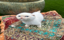 Scottish Fold cats for sale: Stunning Scottish Fold/Straight Kittens - Advert 5