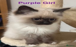 Ragdoll cats for sale: Ragdolls kittens- - Advert 6