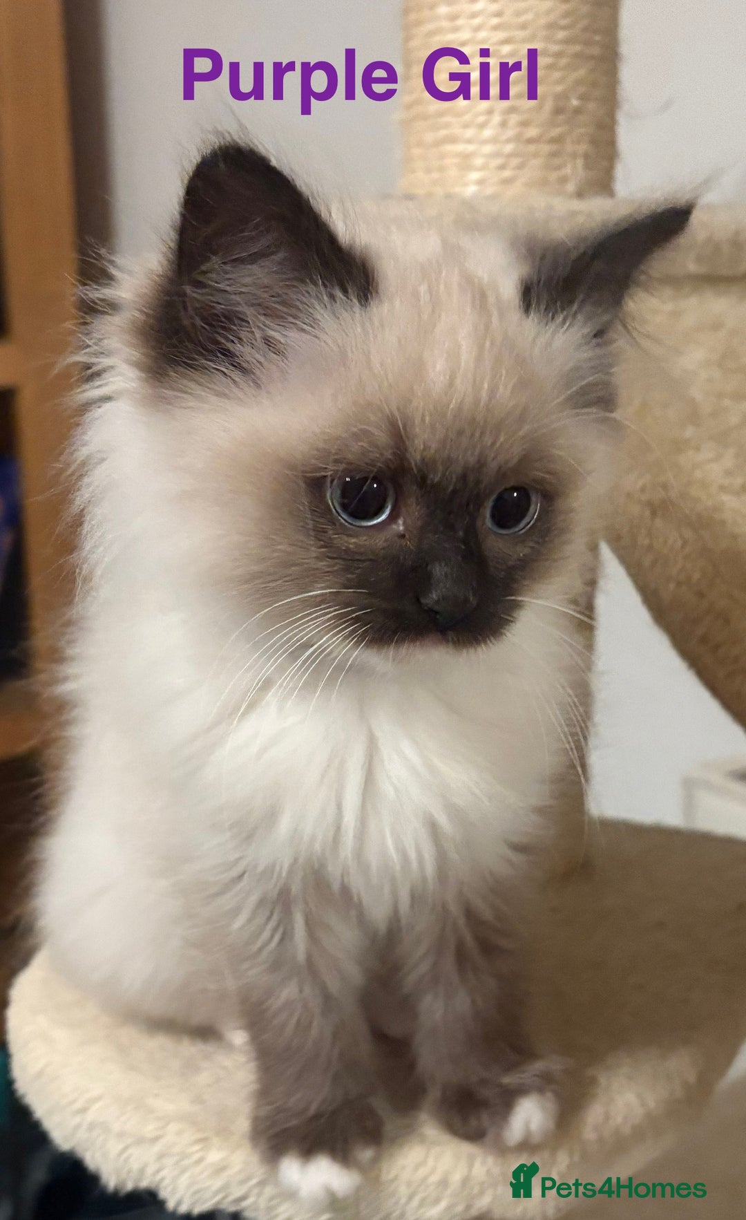 Ragdoll cats for sale: Ragdolls kittens- - Advert 6