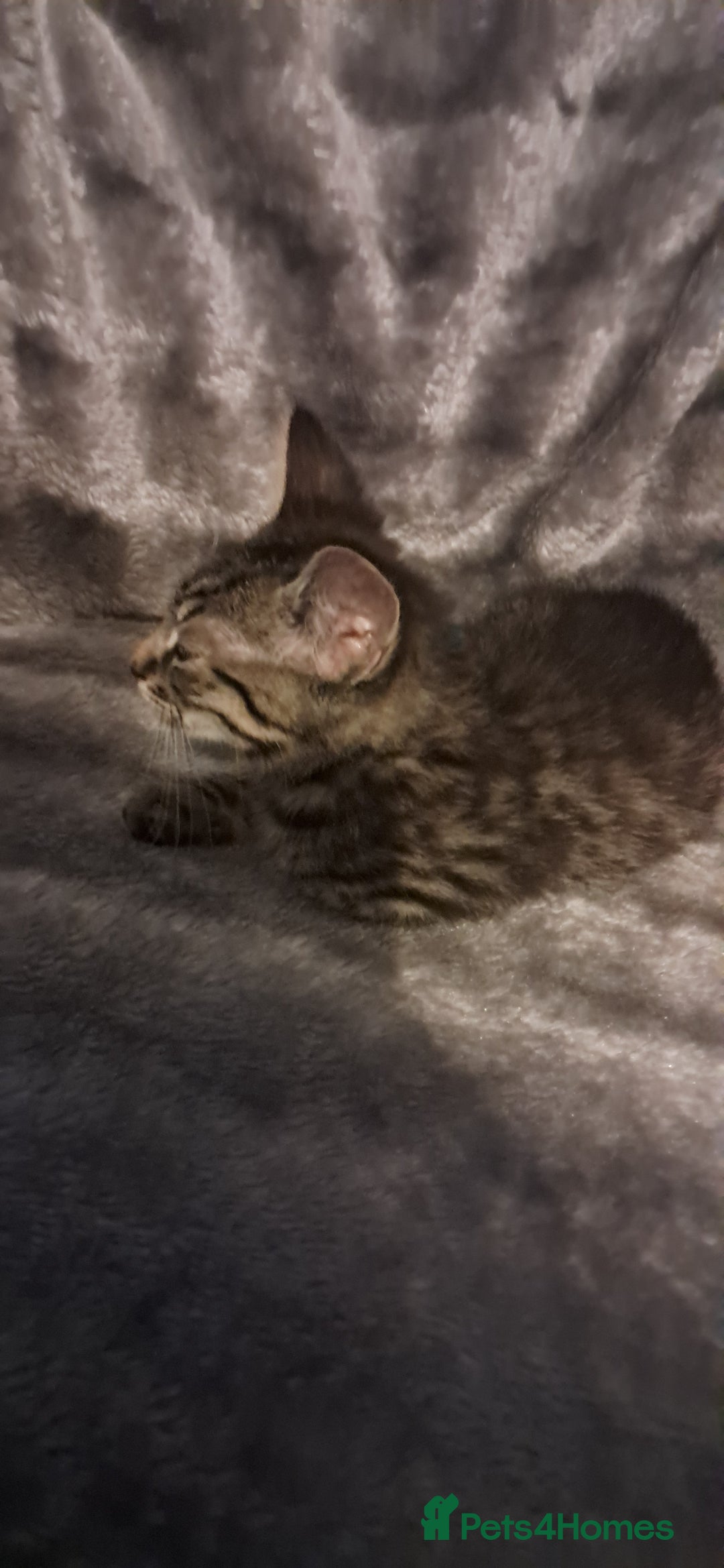 Domestic Shorthair cats for sale: 3 female kittens  - Image 4