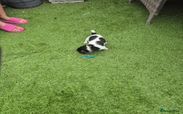 Jack Russell dogs for sale: Jack Russel puppies  - Image 12