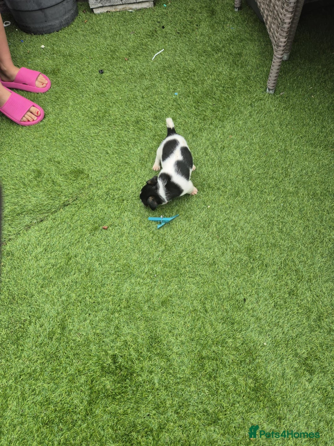Jack Russell dogs for sale: Jack Russel puppies  - Image 12