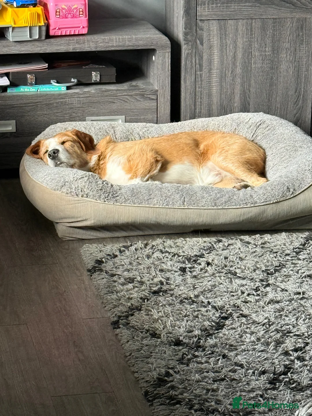 Mixed Breed dogs for sale: Floki in Rowley Regis - Advert 2