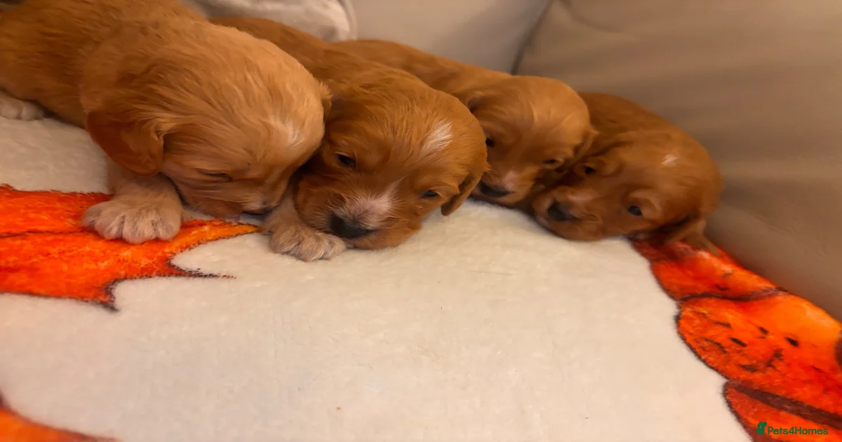 Cockapoo Puppies for sale in West Sussex | Pets4Homes
