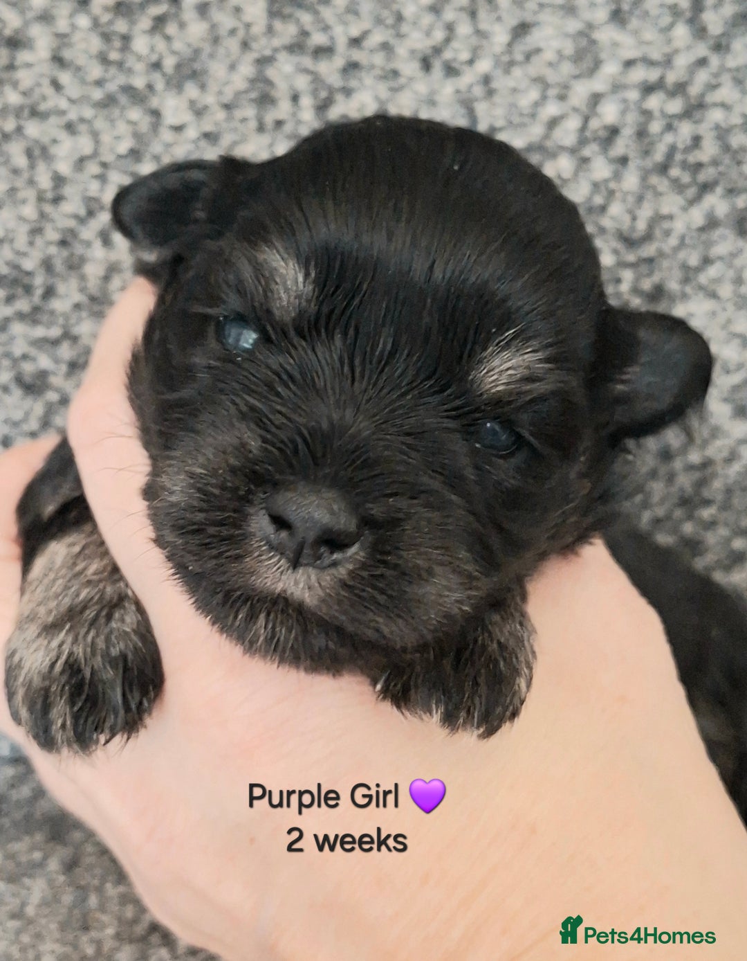 Miniature Schnauzer dogs for sale: Fantastic litter of Black and Silver pups K.C Reg - Advert 5