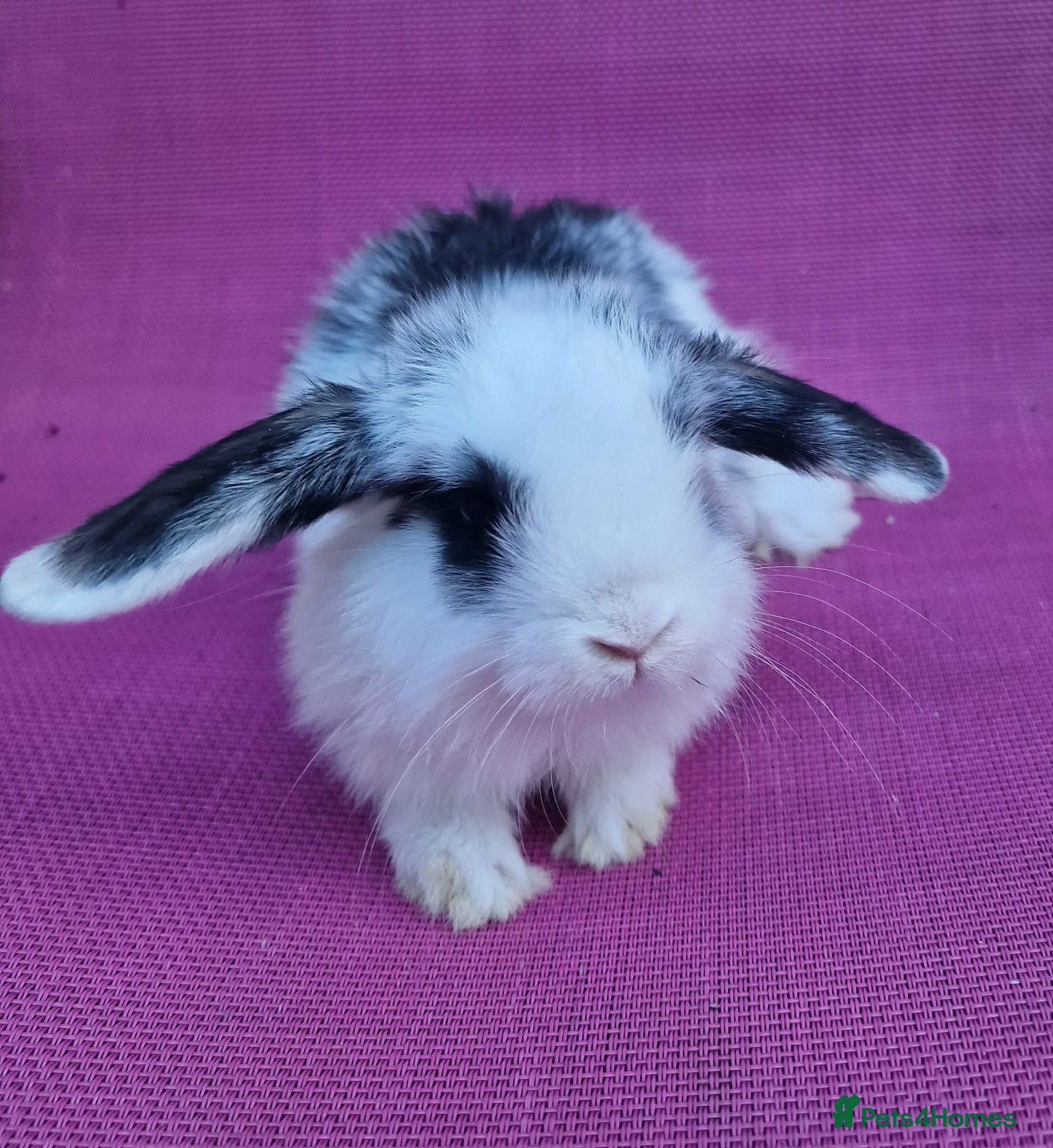 Mini Lop rabbits Mini lop babies - Advert 5