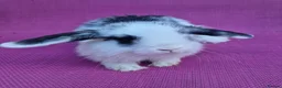 Mini Lop rabbits for sale: Mini lop babies - Advert 4
